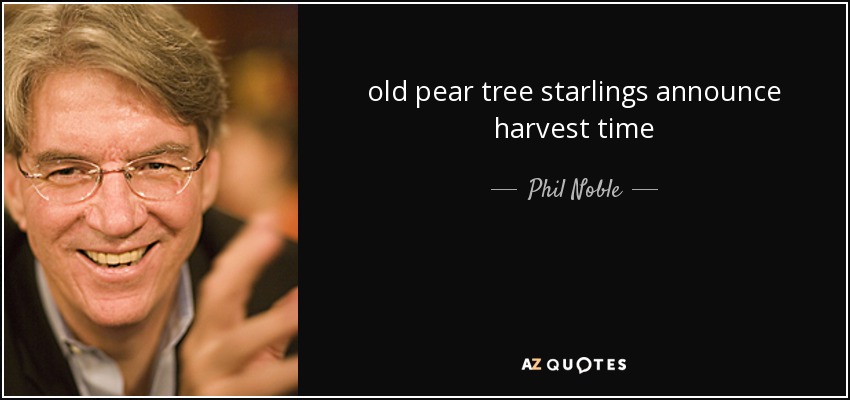 old pear tree starlings announce harvest time - Phil Noble