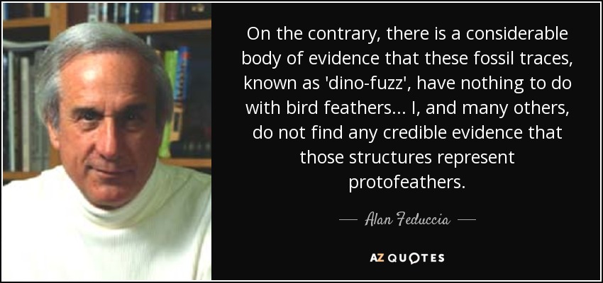 On the contrary, there is a considerable body of evidence that these fossil traces, known as 'dino-fuzz', have nothing to do with bird feathers... I, and many others, do not find any credible evidence that those structures represent protofeathers. - Alan Feduccia