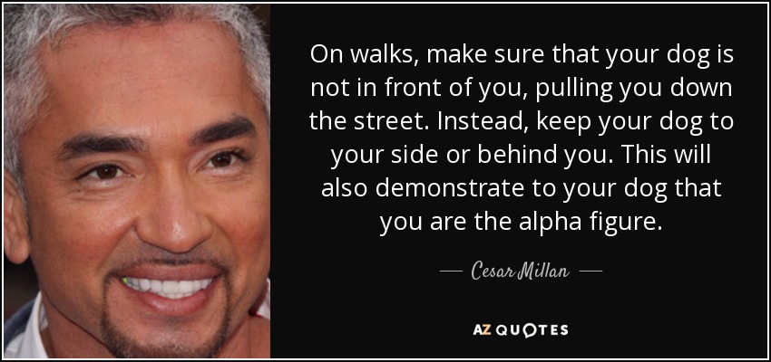 On walks, make sure that your dog is not in front of you, pulling you down the street. Instead, keep your dog to your side or behind you. This will also demonstrate to your dog that you are the alpha figure. - Cesar Millan