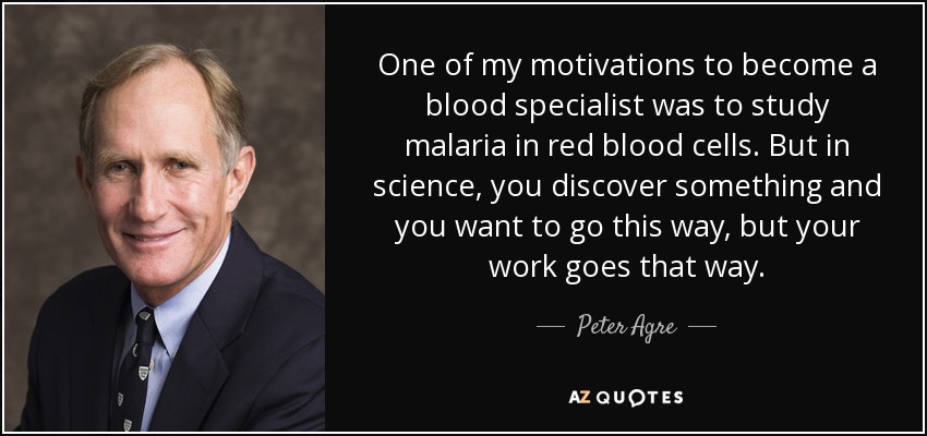 One of my motivations to become a blood specialist was to study malaria in red blood cells. But in science, you discover something and you want to go this way, but your work goes that way. - Peter Agre