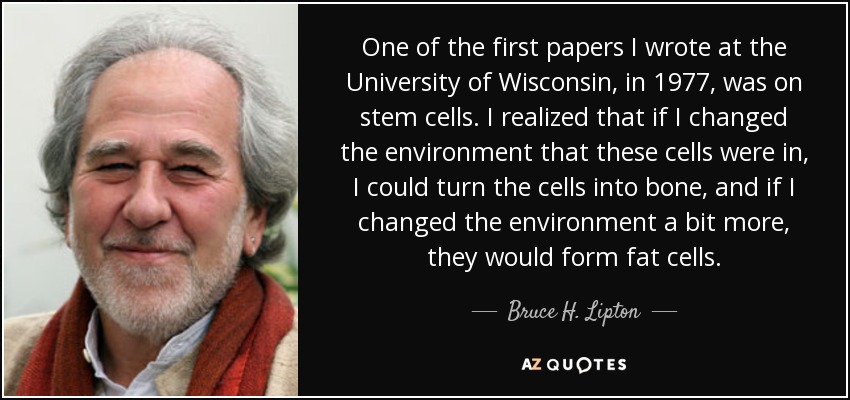 One of the first papers I wrote at the University of Wisconsin, in 1977, was on stem cells. I realized that if I changed the environment that these cells were in, I could turn the cells into bone, and if I changed the environment a bit more, they would form fat cells. - Bruce H. Lipton