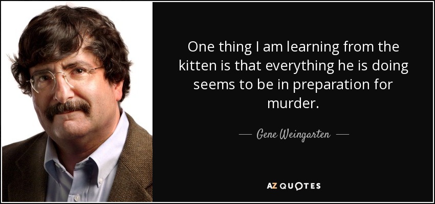 One thing I am learning from the kitten is that everything he is doing seems to be in preparation for murder. - Gene Weingarten