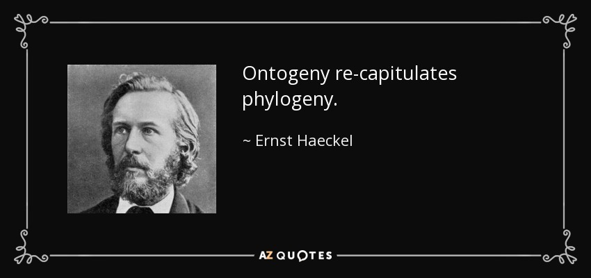 Ontogeny re-capitulates phylogeny. - Ernst Haeckel