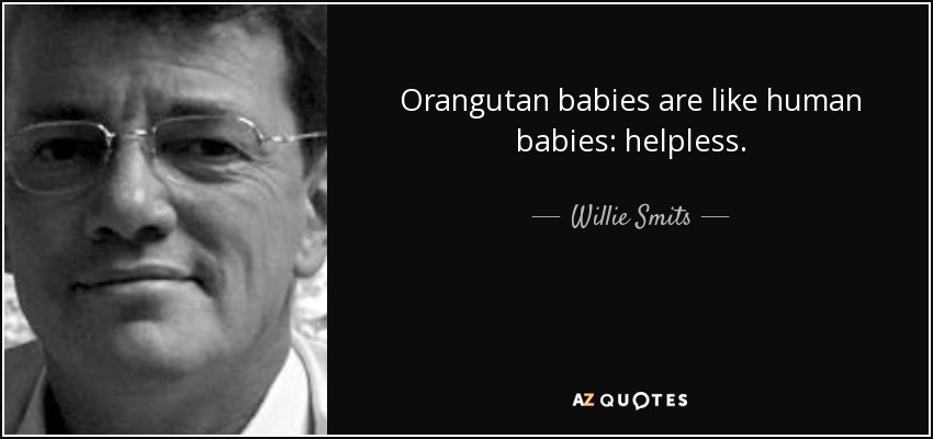 Orangutan babies are like human babies: helpless. - Willie Smits