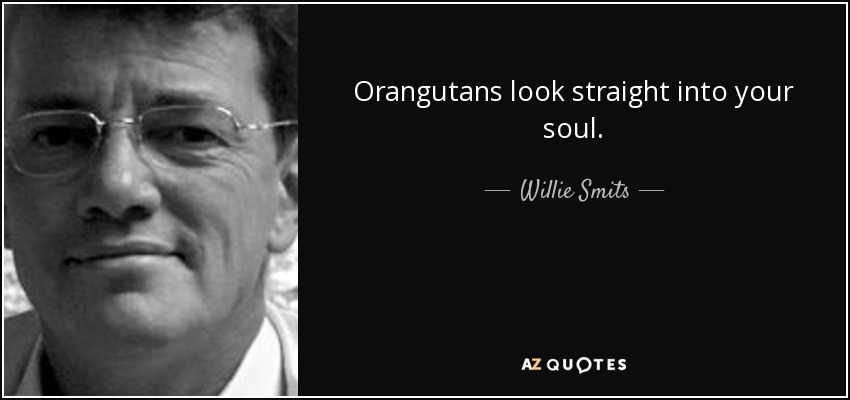 Orangutans look straight into your soul. - Willie Smits