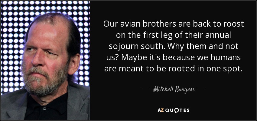 Our avian brothers are back to roost on the first leg of their annual sojourn south. Why them and not us? Maybe it's because we humans are meant to be rooted in one spot. - Mitchell Burgess