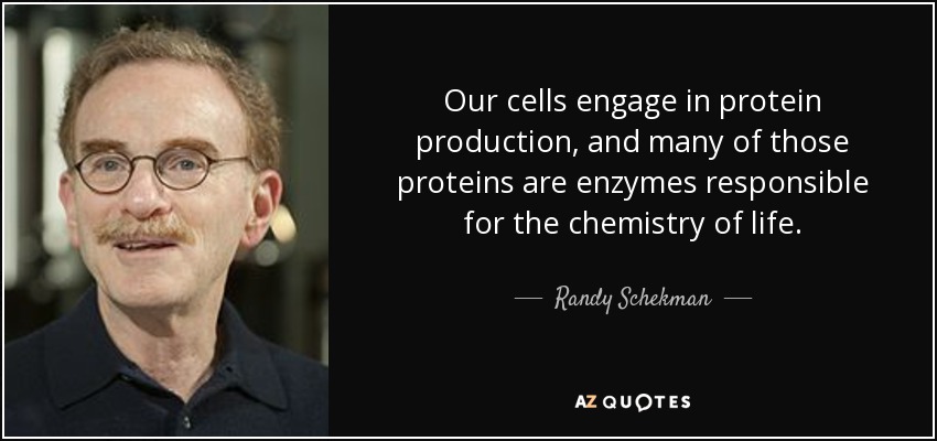 Our cells engage in protein production, and many of those proteins are enzymes responsible for the chemistry of life. - Randy Schekman