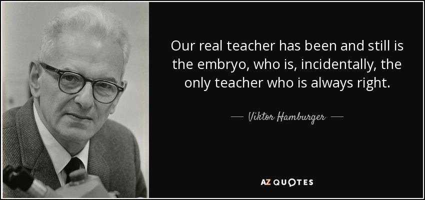 Our real teacher has been and still is the embryo, who is, incidentally, the only teacher who is always right. - Viktor Hamburger