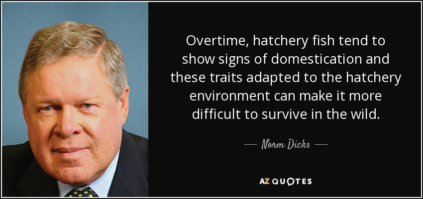 Overtime, hatchery fish tend to show signs of domestication and these traits adapted to the hatchery environment can make it more difficult to survive in the wild. - Norm Dicks