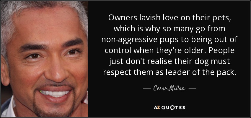 Owners lavish love on their pets, which is why so many go from non-aggressive pups to being out of control when they're older. People just don't realise their dog must respect them as leader of the pack. - Cesar Millan