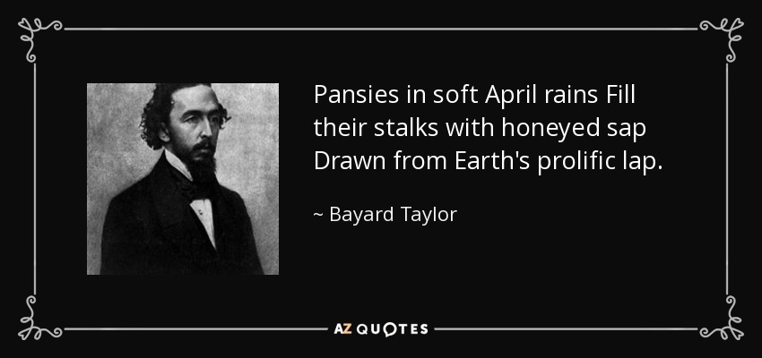 Pansies in soft April rains Fill their stalks with honeyed sap Drawn from Earth's prolific lap. - Bayard Taylor