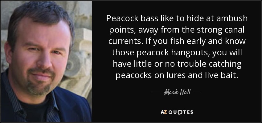Peacock bass like to hide at ambush points, away from the strong canal currents. If you fish early and know those peacock hangouts, you will have little or no trouble catching peacocks on lures and live bait. - Mark Hall