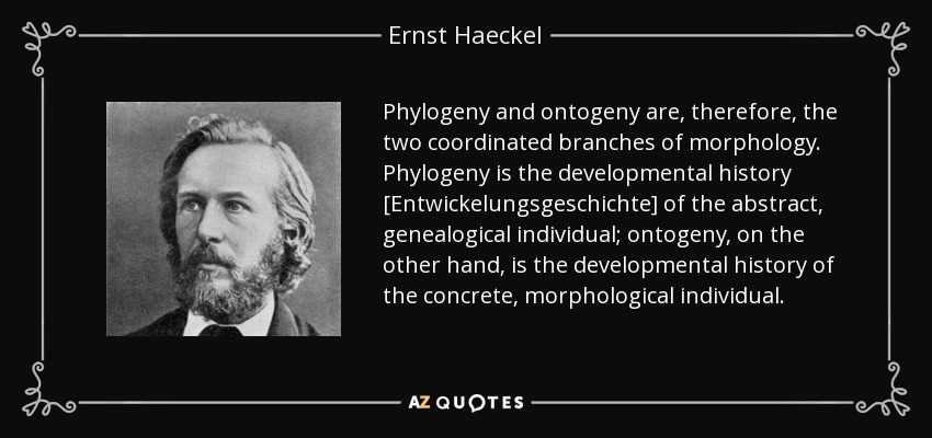 Phylogeny and ontogeny are, therefore, the two coordinated branches of morphology. Phylogeny is the developmental history [Entwickelungsgeschichte] of the abstract, genealogical individual; ontogeny, on the other hand, is the developmental history of the concrete, morphological individual. - Ernst Haeckel