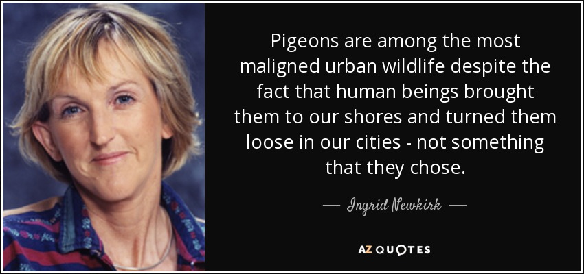Pigeons are among the most maligned urban wildlife despite the fact that human beings brought them to our shores and turned them loose in our cities - not something that they chose. - Ingrid Newkirk
