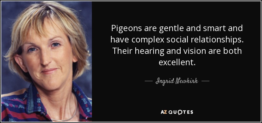 Pigeons are gentle and smart and have complex social relationships. Their hearing and vision are both excellent. - Ingrid Newkirk