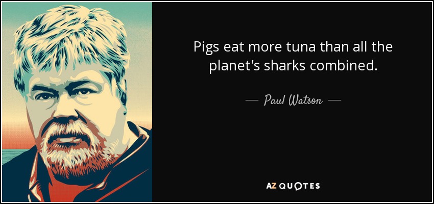 Pigs eat more tuna than all the planet's sharks combined. - Paul Watson