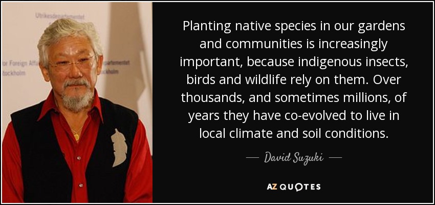 Planting native species in our gardens and communities is increasingly important, because indigenous insects, birds and wildlife rely on them. Over thousands, and sometimes millions, of years they have co-evolved to live in local climate and soil conditions. - David Suzuki