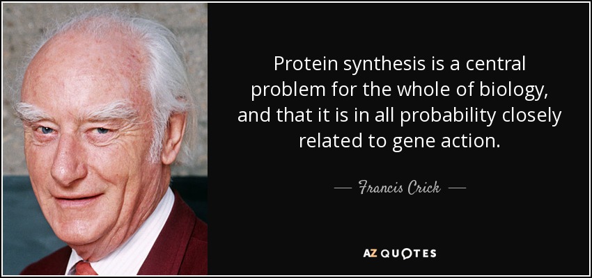 Protein synthesis is a central problem for the whole of biology, and that it is in all probability closely related to gene action. - Francis Crick