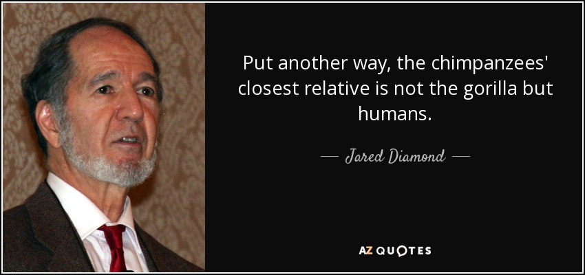 Put another way, the chimpanzees' closest relative is not the gorilla but humans. - Jared Diamond