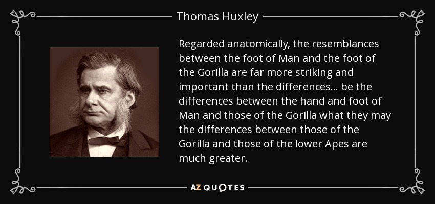 Regarded anatomically, the resemblances between the foot of Man and the foot of the Gorilla are far more striking and important than the differences... be the differences between the hand and foot of Man and those of the Gorilla what they may the differences between those of the Gorilla and those of the lower Apes are much greater. - Thomas Huxley