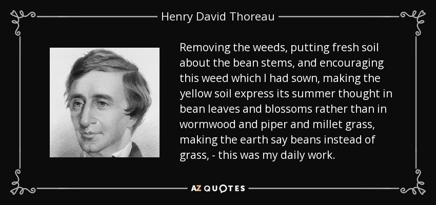 Removing the weeds, putting fresh soil about the bean stems, and encouraging this weed which I had sown, making the yellow soil express its summer thought in bean leaves and blossoms rather than in wormwood and piper and millet grass, making the earth say beans instead of grass, - this was my daily work. - Henry David Thoreau
