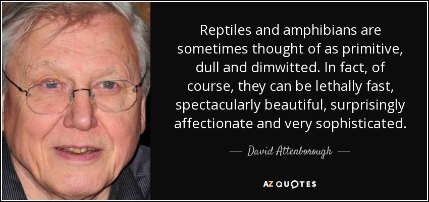 Reptiles and amphibians are sometimes thought of as primitive, dull and dimwitted. In fact, of course, they can be lethally fast, spectacularly beautiful, surprisingly affectionate and very sophisticated. - David Attenborough