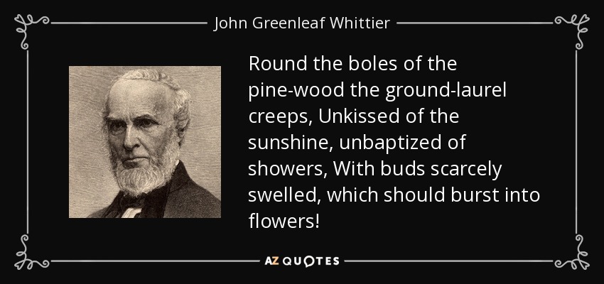 Round the boles of the pine-wood the ground-laurel creeps, Unkissed of the sunshine, unbaptized of showers, With buds scarcely swelled, which should burst into flowers! - John Greenleaf Whittier