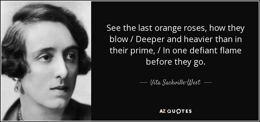 See the last orange roses, how they blow / Deeper and heavier than in their prime, / In one defiant flame before they go. - Vita Sackville-West