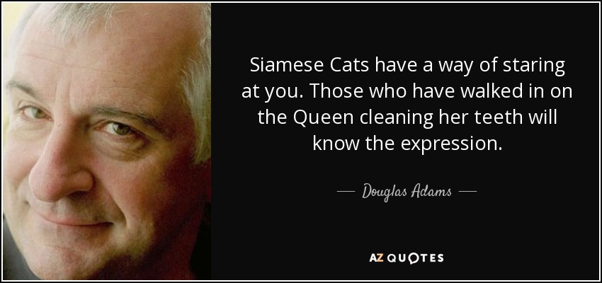 Siamese Cats have a way of staring at you. Those who have walked in on the Queen cleaning her teeth will know the expression. - Douglas Adams