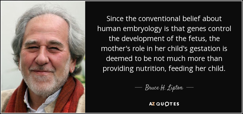 Since the conventional belief about human embryology is that genes control the development of the fetus, the mother's role in her child's gestation is deemed to be not much more than providing nutrition, feeding her child. - Bruce H. Lipton