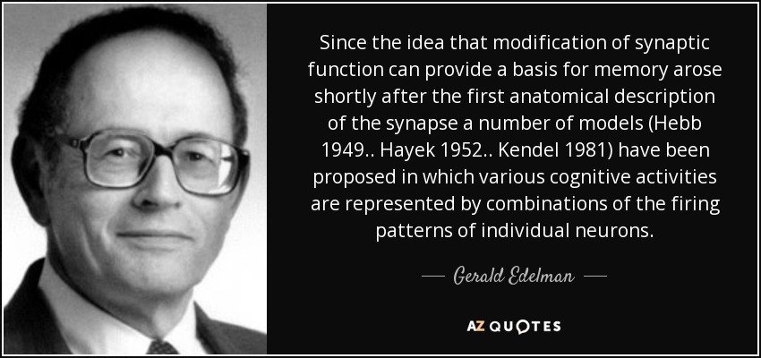 Since the idea that modification of synaptic function can provide a basis for memory arose shortly after the first anatomical description of the synapse a number of models (Hebb 1949 . . Hayek 1952 . . Kendel 1981) have been proposed in which various cognitive activities are represented by combinations of the firing patterns of individual neurons. - Gerald Edelman