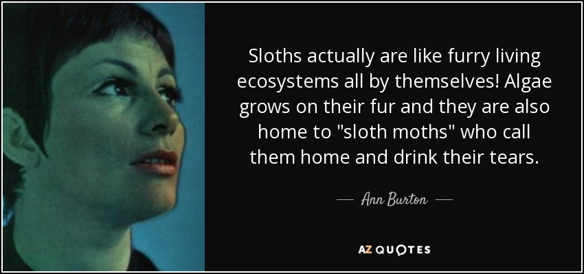 Sloths actually are like furry living ecosystems all by themselves! Algae grows on their fur and they are also home to 