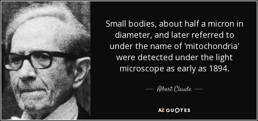 Small bodies, about half a micron in diameter, and later referred to under the name of 'mitochondria' were detected under the light microscope as early as 1894. - Albert Claude