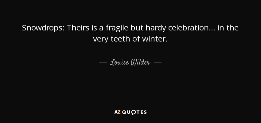 Snowdrops: Theirs is a fragile but hardy celebration... in the very teeth of winter. - Louise Wilder