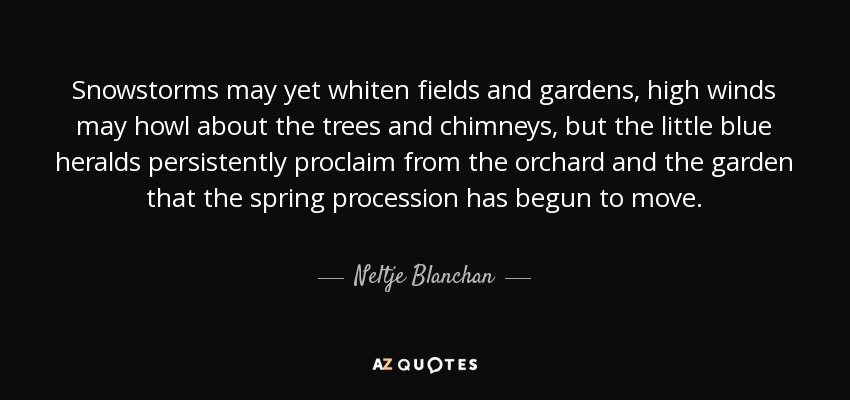 Snowstorms may yet whiten fields and gardens, high winds may howl about the trees and chimneys, but the little blue heralds persistently proclaim from the orchard and the garden that the spring procession has begun to move. - Neltje Blanchan