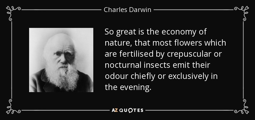 So great is the economy of nature, that most flowers which are fertilised by crepuscular or nocturnal insects emit their odour chiefly or exclusively in the evening. - Charles Darwin