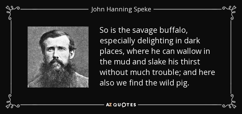 So is the savage buffalo, especially delighting in dark places, where he can wallow in the mud and slake his thirst without much trouble; and here also we find the wild pig. - John Hanning Speke