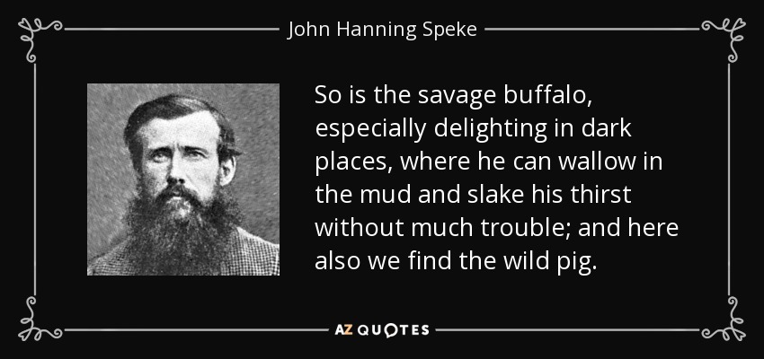 So is the savage buffalo, especially delighting in dark places, where he can wallow in the mud and slake his thirst without much trouble; and here also we find the wild pig. - John Hanning Speke