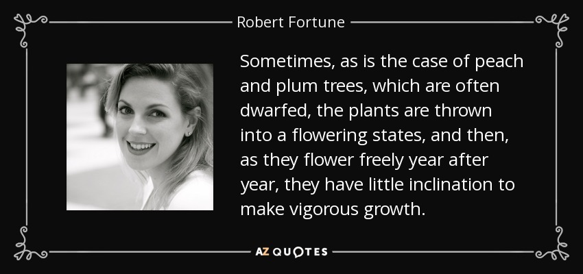 Sometimes, as is the case of peach and plum trees, which are often dwarfed, the plants are thrown into a flowering states, and then, as they flower freely year after year, they have little inclination to make vigorous growth. - Robert Fortune