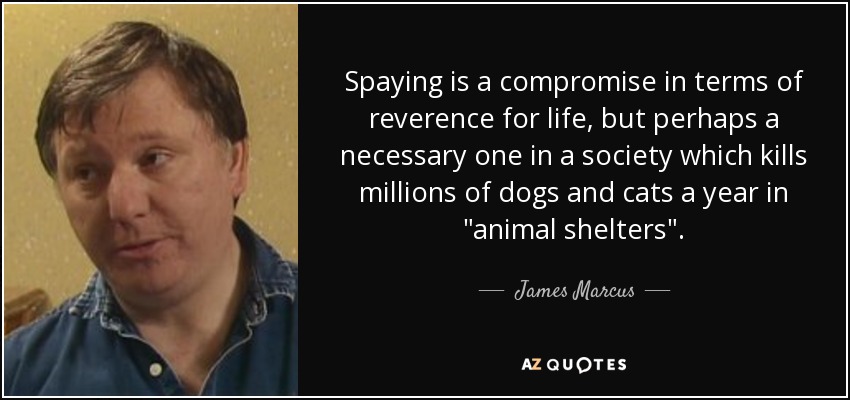 Spaying is a compromise in terms of reverence for life, but perhaps a necessary one in a society which kills millions of dogs and cats a year in 