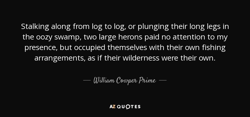 Stalking along from log to log, or plunging their long legs in the oozy swamp, two large herons paid no attention to my presence, but occupied themselves with their own fishing arrangements, as if their wilderness were their own. - William Cowper Prime