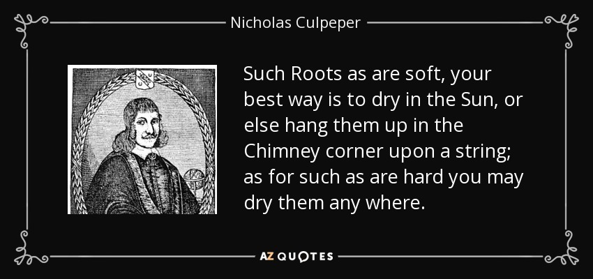 Such Roots as are soft, your best way is to dry in the Sun, or else hang them up in the Chimney corner upon a string; as for such as are hard you may dry them any where. - Nicholas Culpeper