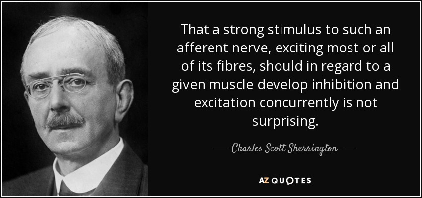 That a strong stimulus to such an afferent nerve, exciting most or all of its fibres, should in regard to a given muscle develop inhibition and excitation concurrently is not surprising. - Charles Scott Sherrington