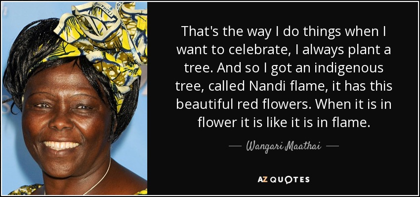 That's the way I do things when I want to celebrate, I always plant a tree. And so I got an indigenous tree, called Nandi flame, it has this beautiful red flowers. When it is in flower it is like it is in flame. - Wangari Maathai