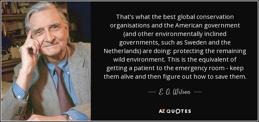That's what the best global conservation organisations and the American government (and other environmentally inclined governments, such as Sweden and the Netherlands) are doing: protecting the remaining wild environment. This is the equivalent of getting a patient to the emergency room - keep them alive and then figure out how to save them. - E. O. Wilson