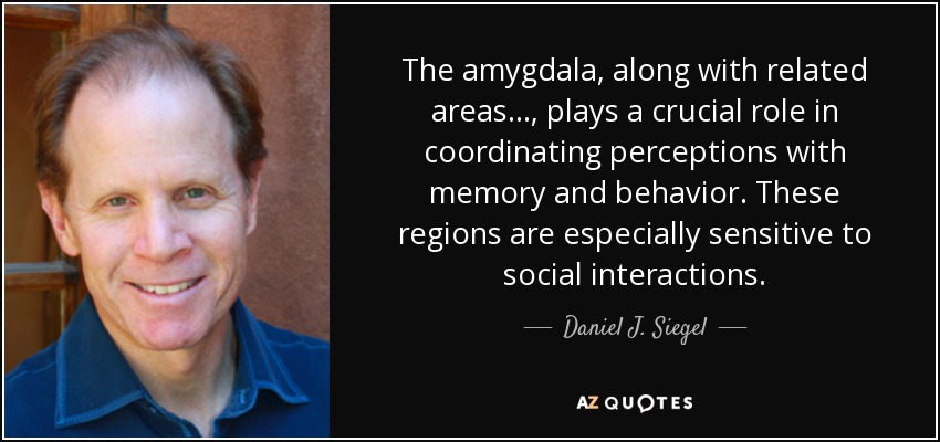 The amygdala, along with related areas..., plays a crucial role in coordinating perceptions with memory and behavior. These regions are especially sensitive to social interactions. - Daniel J. Siegel