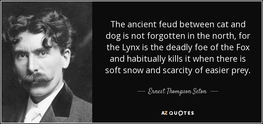 The ancient feud between cat and dog is not forgotten in the north, for the Lynx is the deadly foe of the Fox and habitually kills it when there is soft snow and scarcity of easier prey. - Ernest Thompson Seton