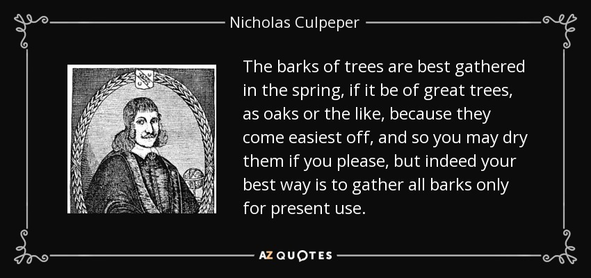 The barks of trees are best gathered in the spring, if it be of great trees, as oaks or the like, because they come easiest off, and so you may dry them if you please, but indeed your best way is to gather all barks only for present use. - Nicholas Culpeper