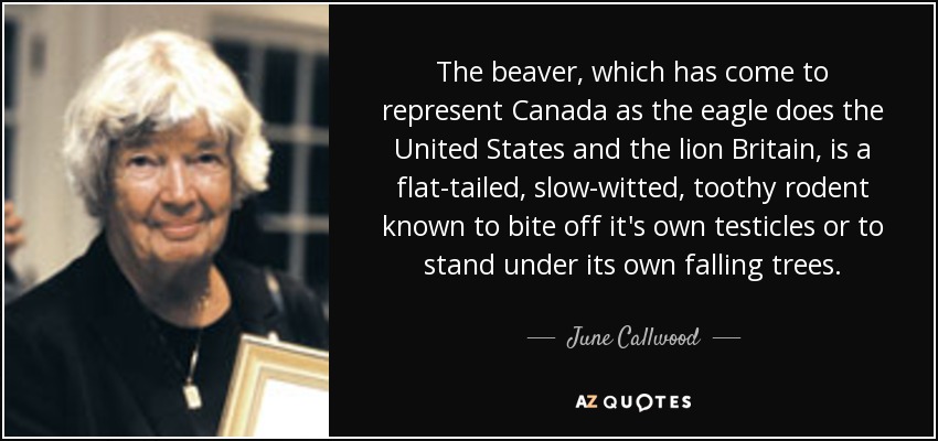 The beaver, which has come to represent Canada as the eagle does the United States and the lion Britain, is a flat-tailed, slow-witted, toothy rodent known to bite off it's own testicles or to stand under its own falling trees. - June Callwood