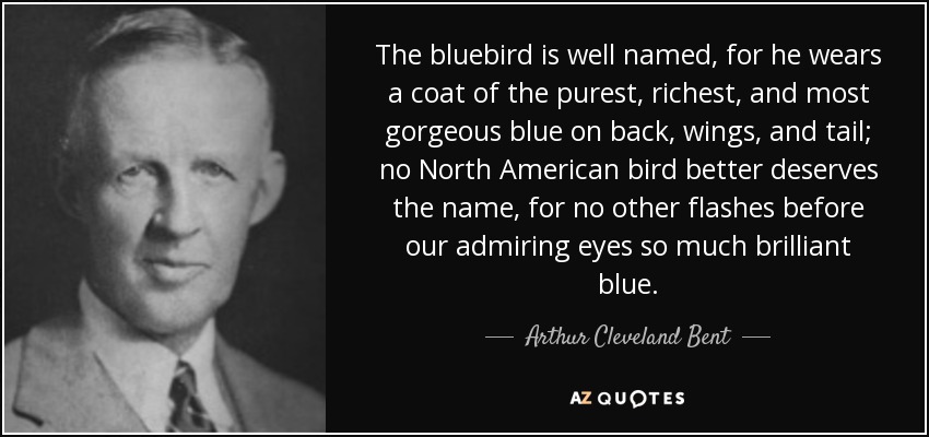 The bluebird is well named, for he wears a coat of the purest, richest, and most gorgeous blue on back, wings, and tail; no North American bird better deserves the name, for no other flashes before our admiring eyes so much brilliant blue. - Arthur Cleveland Bent